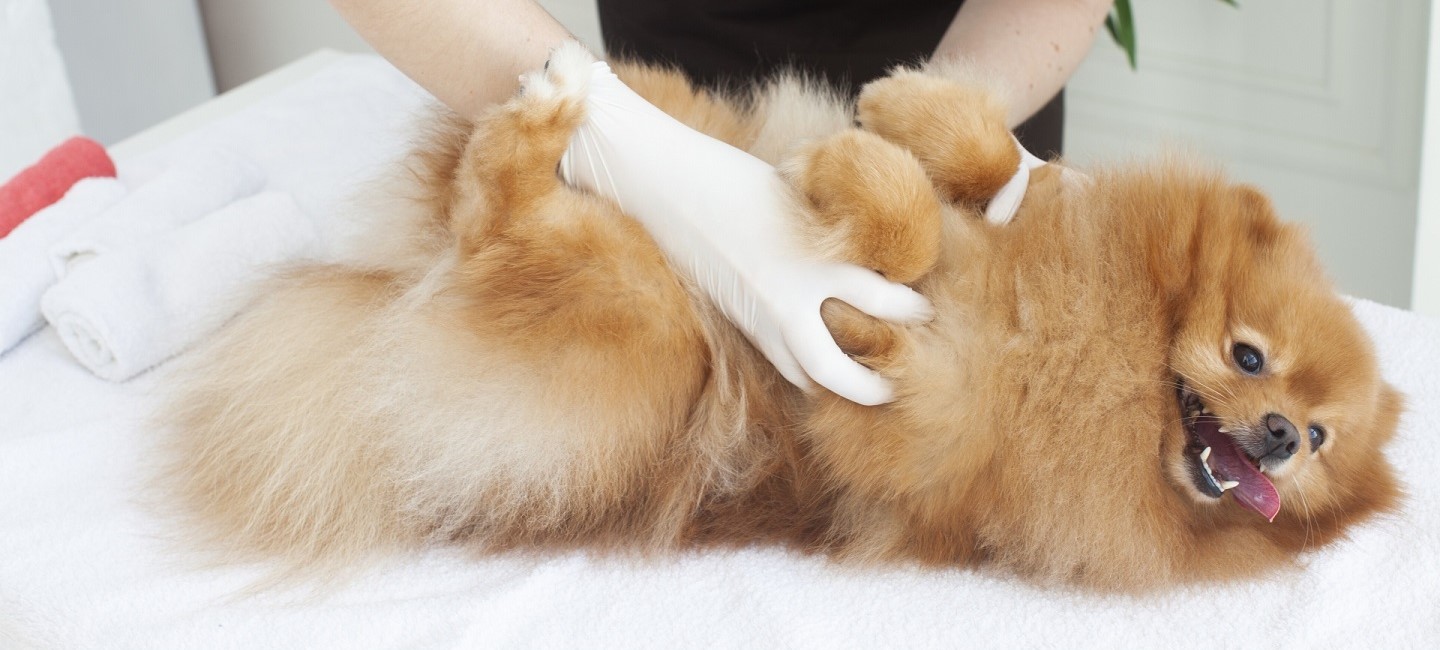 WORLDWIDE PET spa&hotel