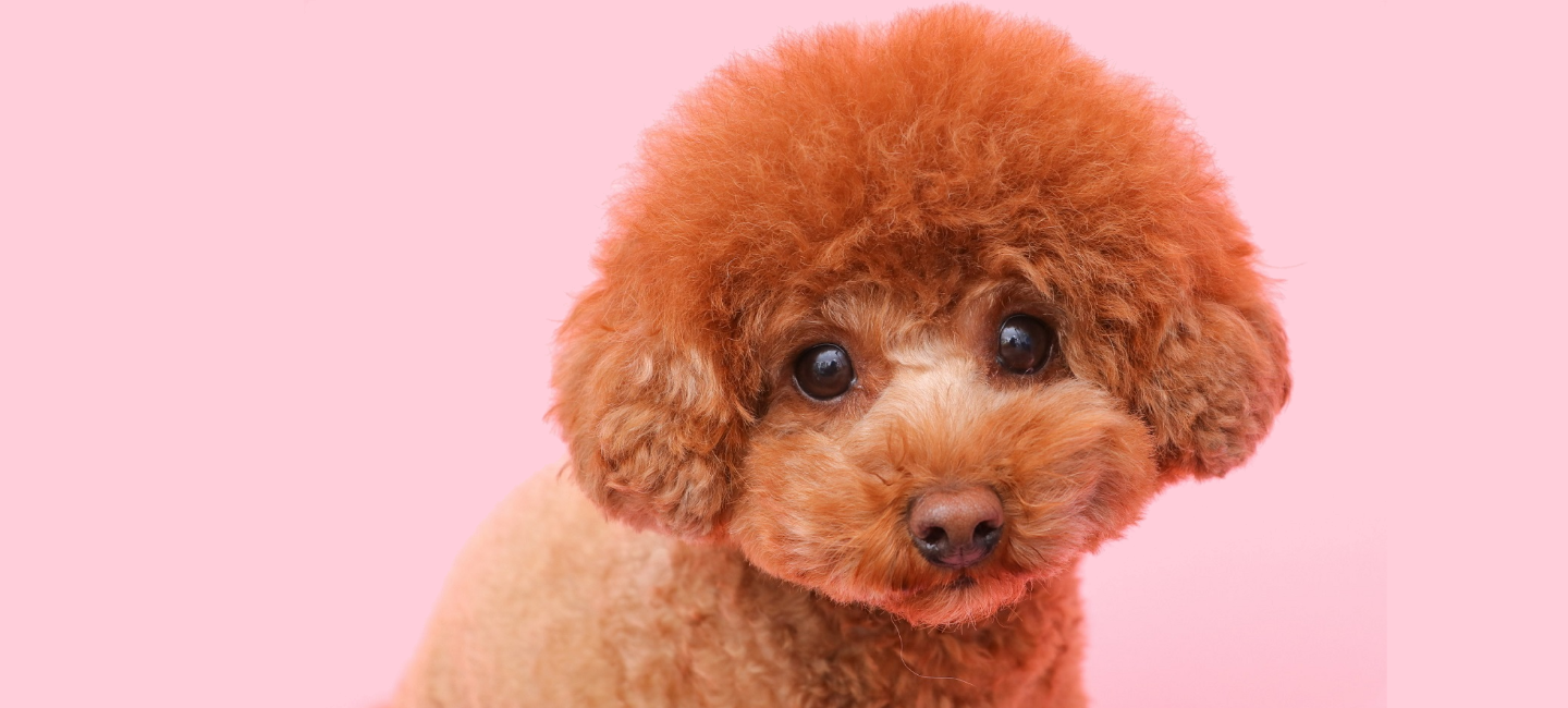 WORLDWIDE PET spa&hotel