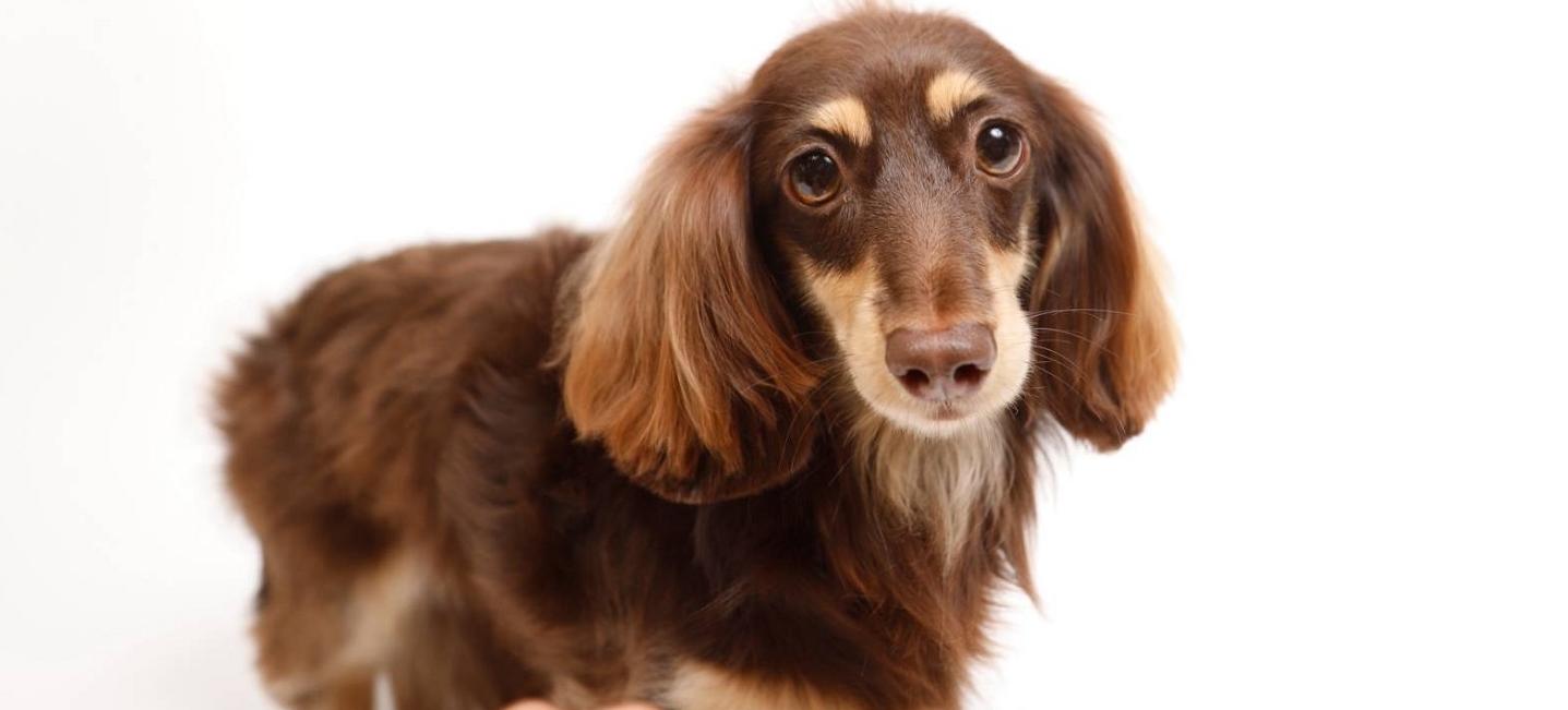 WORLDWIDE PET spa&hotel